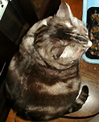 �ォ�猩���˂�